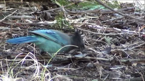 Blue and Black Stellar's Jay Bird Vídeo Stock 12467258