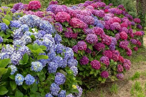 Blue and dark purple hydrangea macrophylla or hortensia flowering plants in.. Stock Photos
