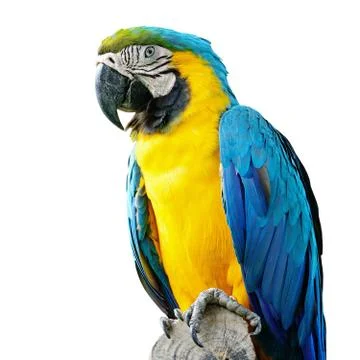 Blue and glod macaw isolated Stock Photos