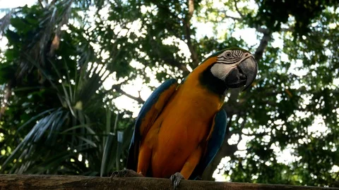 Blue and gold macaw dancing to the camera Stock-Footage 121580246
