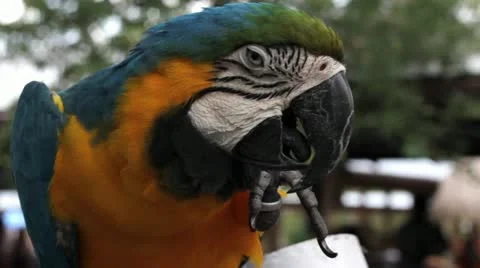 Blue and gold macaw Video stock 11629005