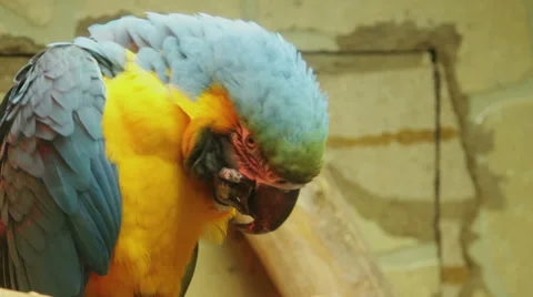 Blue and Gold Macaw Video stock 44548164