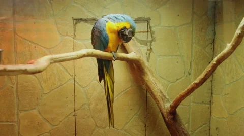 Blue and Gold Macaw Video stock 44548356