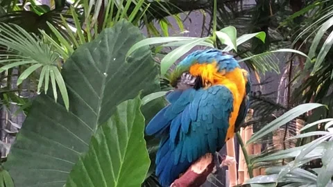 Blue and Gold macaw Stock Footage 141532726