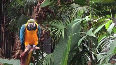 Blue and gold macaw Stock Footage 141534282