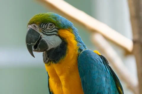 Blue and gold macaw gets a close up while perched on a tree in the jungle Stock Photos