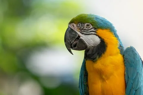 Blue and gold macaw gets a close up while perched on a tree in the jungle Stock Photos
