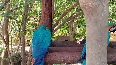 Blue and Gold Macaw Pair Perched on Wooden Structure — Exotic Parrot Wildlife 库存影片 335385038