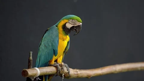 Blue and Gold Macaw Perched on a Wooden Branch Against a Dark Grey Background Stock Footage 346195170