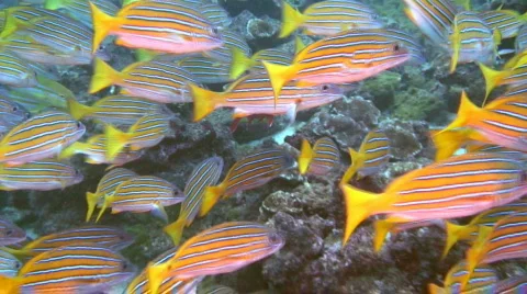 Blue and Gold Snapper Stock Footage 157175