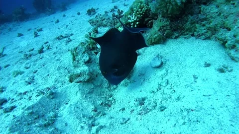 Blue-and-gold triggerfish at the bottom of the Red sea in Egypt Stock Footage 234981204
