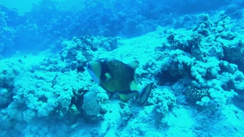 Blue-and-gold triggerfish at the bottom of the Red sea in Egypt Stock Footage 243729994