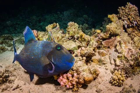 Blue-and-gold triggerfish Foto stock