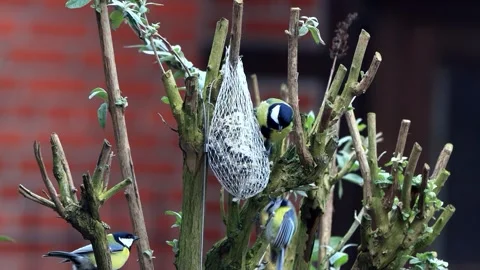 Blue and great tits at bird feeder in autumn Stock Footage 290514853
