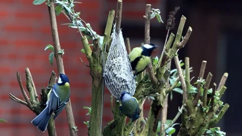 Blue and great tits at bird feeder in autumn Stock Footage 290787553