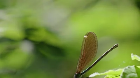 Blue and green damselfly Stock Footage 312347236