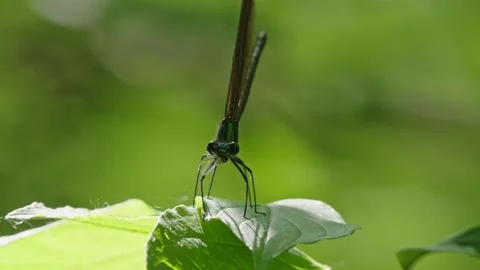 Blue and green damselfly Stock Footage 312347576