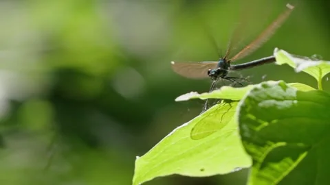 Blue and green damselfly Stock Footage 312348443