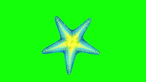 Blue and Green Fish and Star and Screen Green Screen Vidéo 339332753