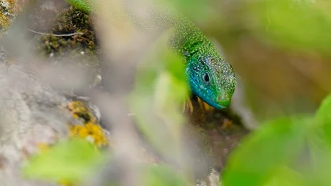 Blue and green lizard on stone in natural environment. Stock Footage 108107533