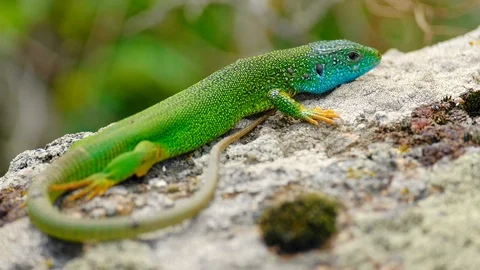Blue and green lizard on stone in natural environment. Stock Footage 108107900