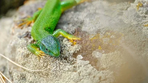 Blue and green lizard on stone in natural environment. Stock Footage 108108089