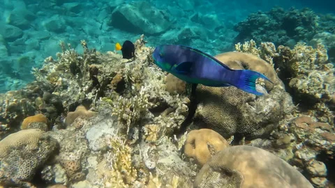 Blue and Green Steeped Parrotfish Amazing Colors Among Marine Life Underwater Stock Footage 274149653