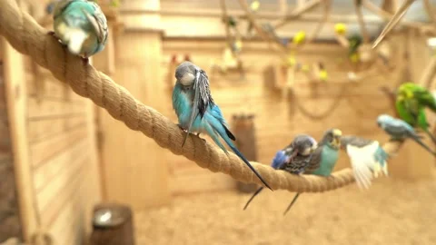 Blue and green wavy parrots sitting on a rope and brushing their feathers Stock Footage 157319853