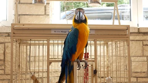 Blue and orange parrot sitting outside of his cage doing funny sounds. A Stock Footage 111596853