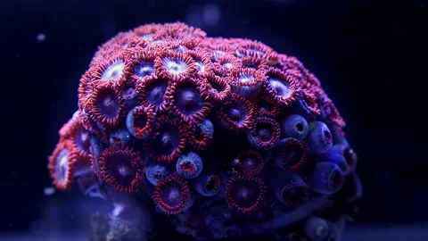 Blue and orange zoanthus coral colony opening Stock Footage