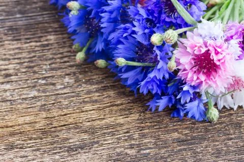 Blue and pink cornflowers Stock Photos