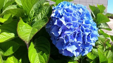 Blue and pink flowers of hydrangea. Hydrangea macrophylla - Beautiful bush of Video stock 113821171