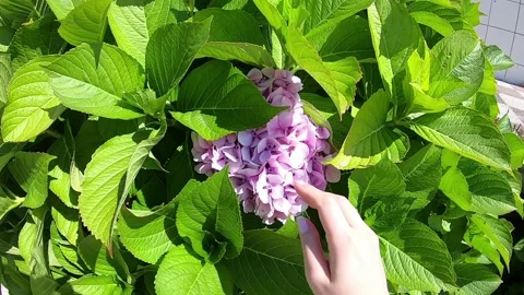Blue and pink flowers of hydrangea. Hydrangea macrophylla - Beautiful bush of Stock Footage 113821535