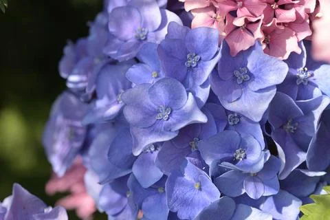 Blue and pink hydrangea flowers in garden close up with hydrangea Stock Photos