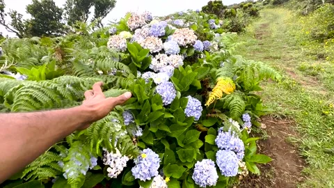 Blue and pink hydrangeas as well as yellow goldenrods on Flores Island Azores Stock Footage 251875979