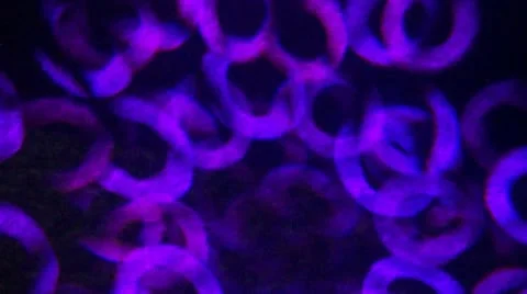 Blue and Puple O's Stock-Footage 11693490