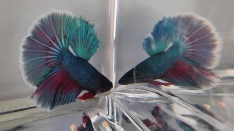 Blue and purple beta fish swimming in white tank Stock Footage 252834833