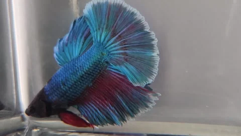 Blue and purple beta fish swimming in white tank Stock Footage 252834847
