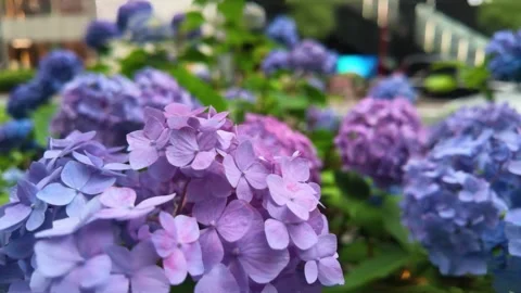 Blue and Purple  hydrangea flowers blooming on the sidewalk Vídeos de archivo 335925172