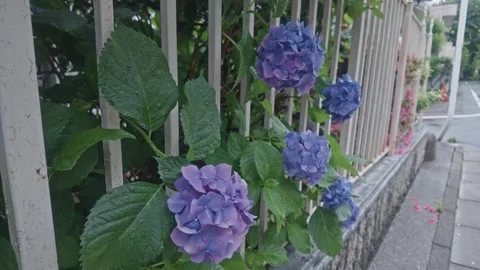 Blue and purple hydrangea flowers blooming along urban fence in rain Видео 336239368