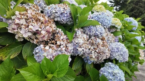 Blue and Purple Hydrangeas in Bloom Stock Footage 308576505
