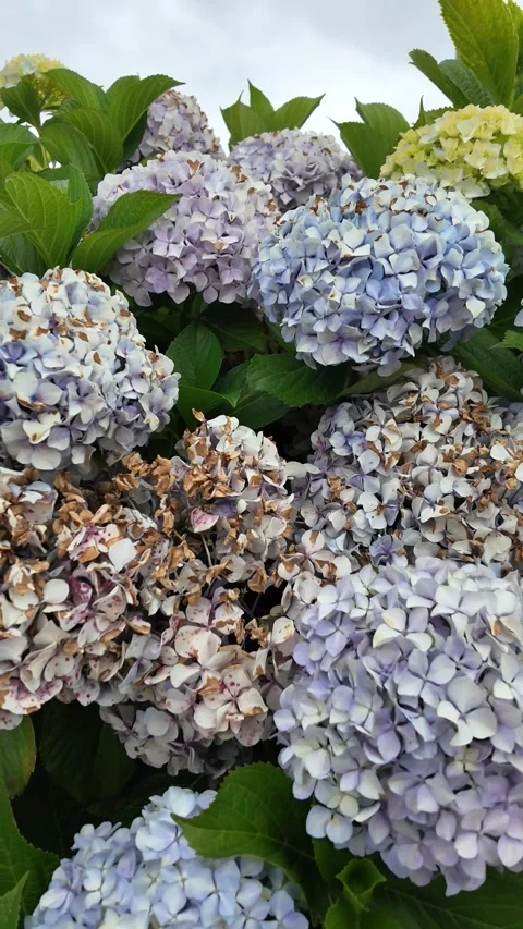 Blue and Purple Hydrangeas in Bloom Stock Footage 308576544