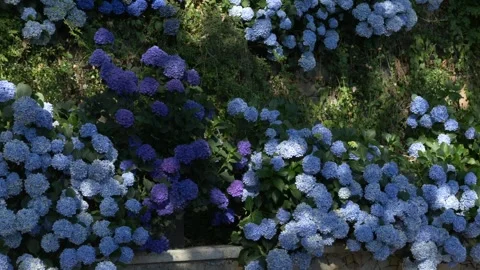 Blue and purple hydrangeas blooming in nature. Botanical beauty and romantic Video stock 317321859