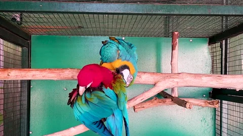 Blue and red macaw parrots bonding inside aviary cage 스톡 동영상 331565043