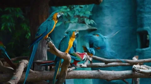 Blue and red parrots Video stock 54953993