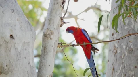 Blue and red rosella bird sitting on a branch Stock Footage 337876001
