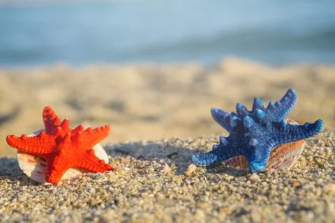 Blue and red starfish with shells on sand at the beach. Blurred blue sea on b Stock Photos