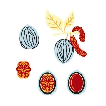 Blue and red stylized walnut vector illustration. 스톡 일러스트