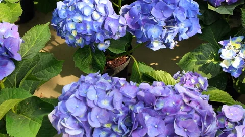 Blue and violet hydrangea flower blooming in garden Stock-Footage 305471995