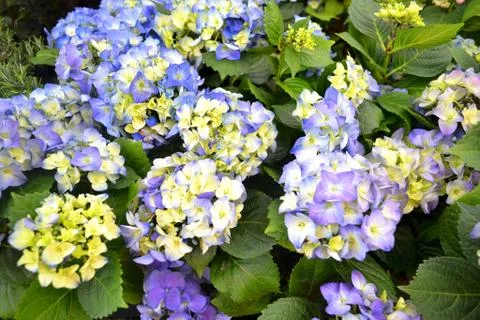 Blue and violet hydrangea Stock Photos